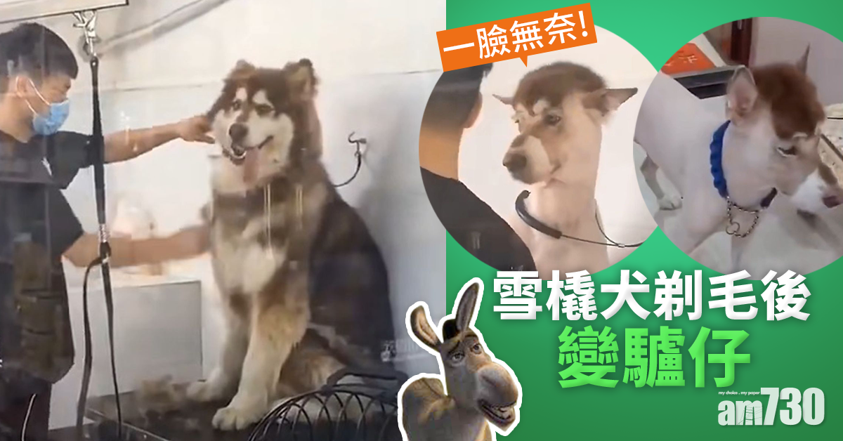 【網上熱話】雪橇犬剃毛後變驢仔　網民︰要抑鬱了
