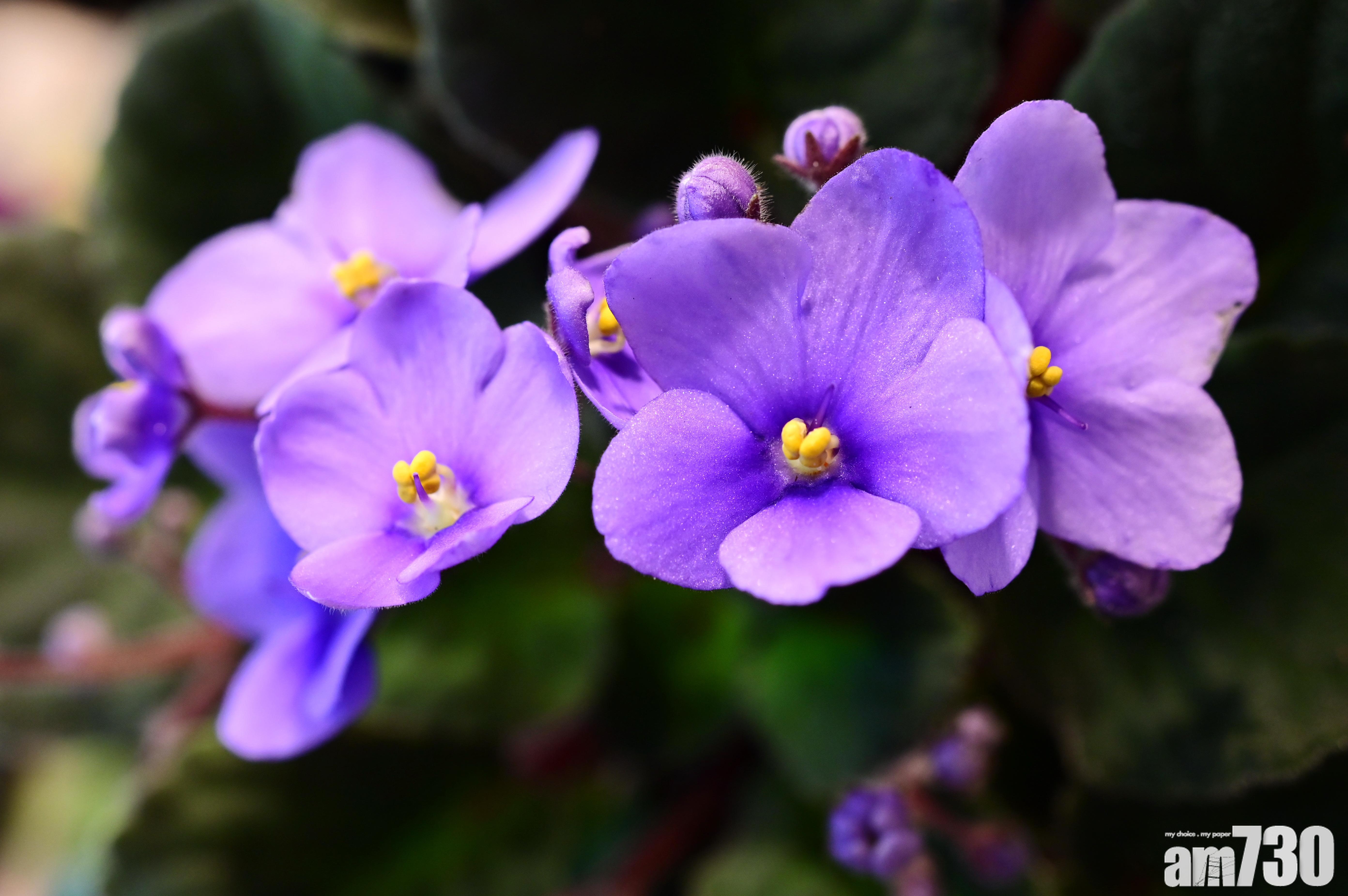 【免費入場】香港公園下月舉辦非洲紫羅蘭展覽