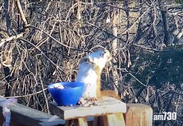 【搞笑】誤食發酵啤梨  松鼠仔醉昏昏(有片)