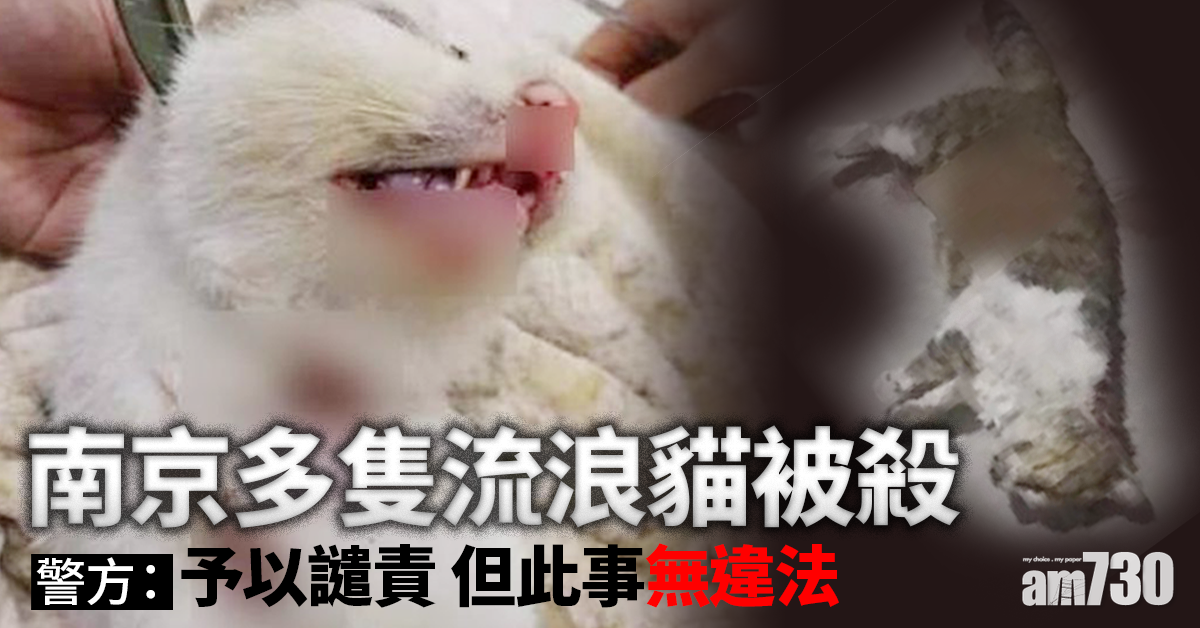 【浪浪命運？】南京多隻流浪貓被殺 警：無違法