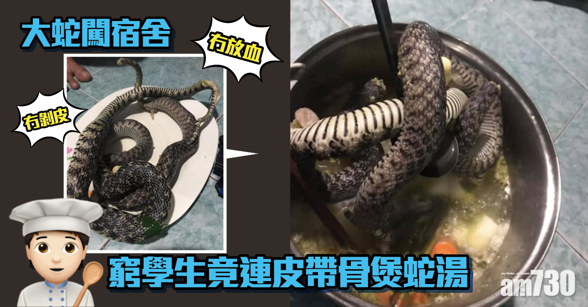 大蛇闖宿舍 肚餓窮學生竟連皮帶骨煲「蛇湯」