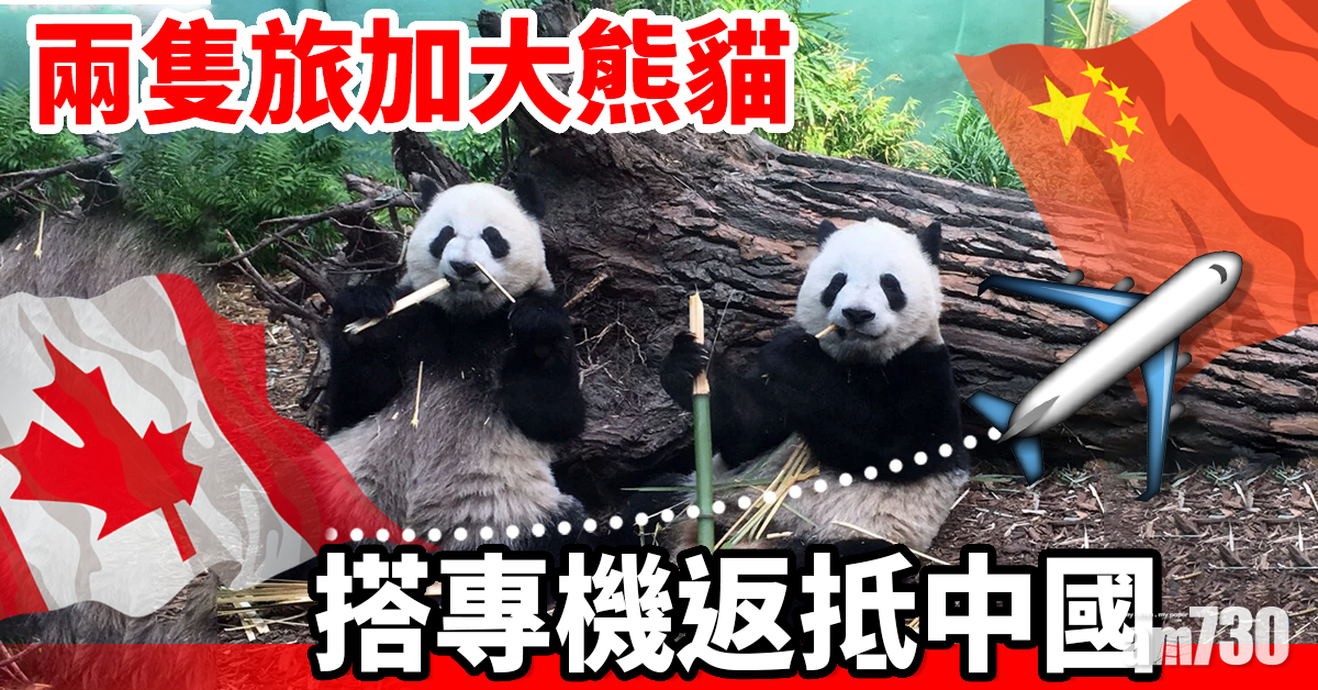 【唔夠竹食】兩隻旅加大熊貓搭專機返抵中國