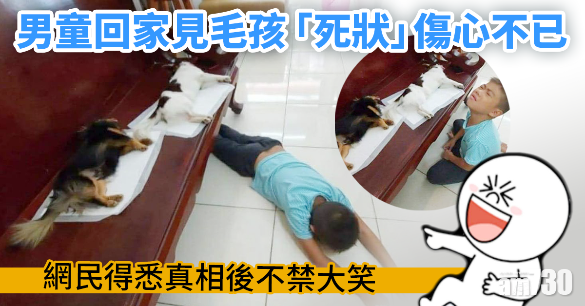 男童回家見毛孩「死狀」傷心不已 網民得悉原因後不禁大笑