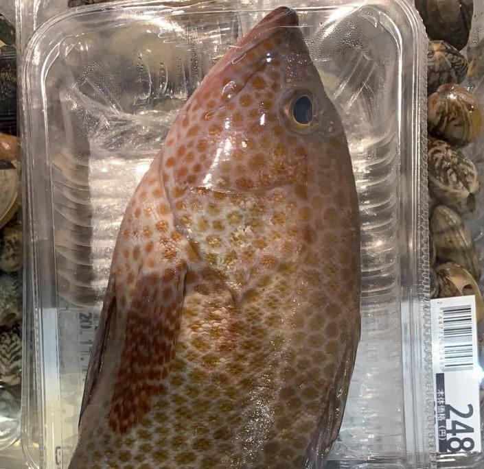 【網上熱話】條魚係咪斑？ 網民話係「Don't 升班」