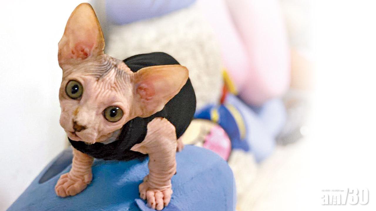 Sobi：無毛貓體溫高4度