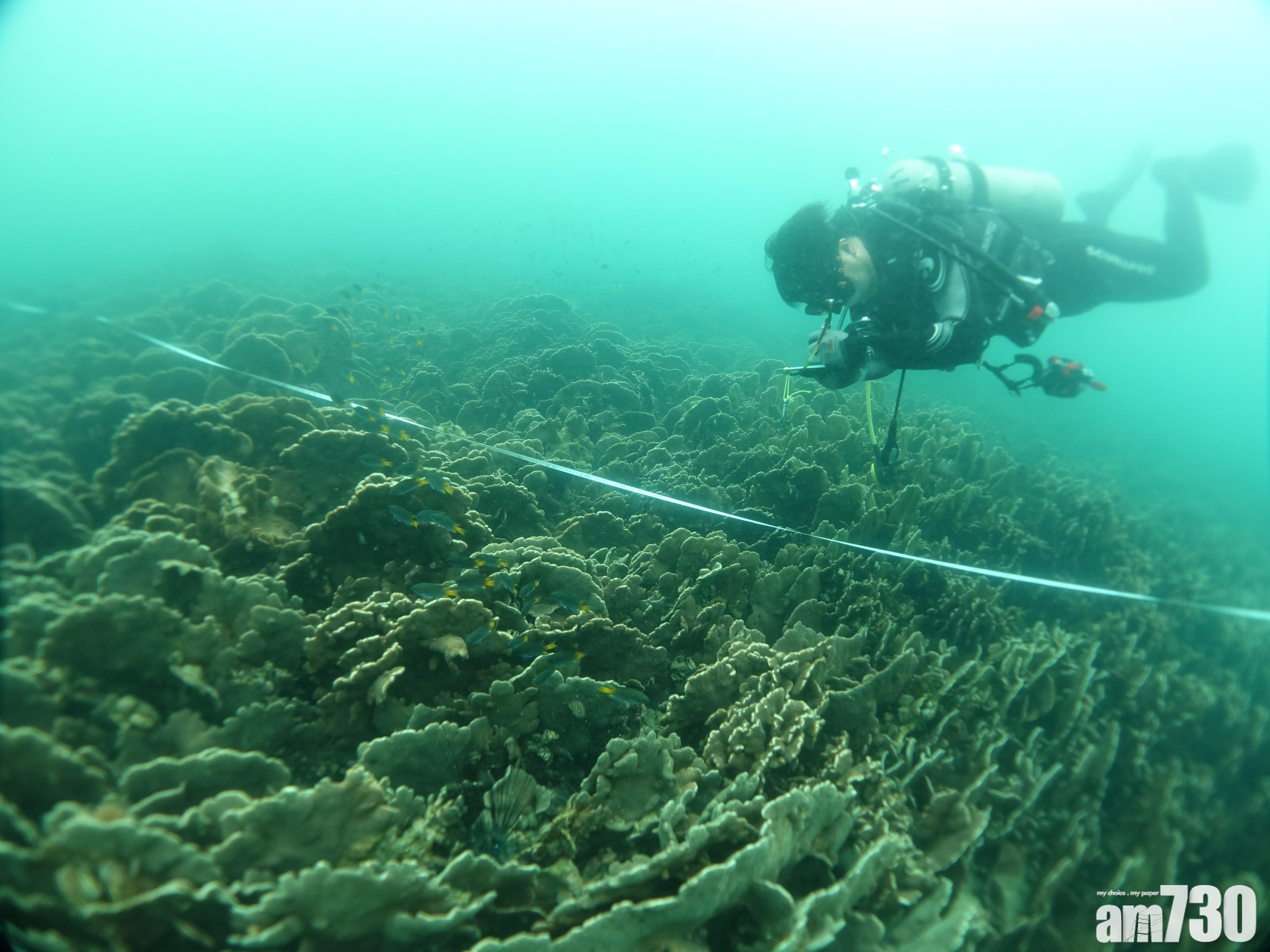 【​珊瑚礁普查】本港​珊瑚生長健康穩定