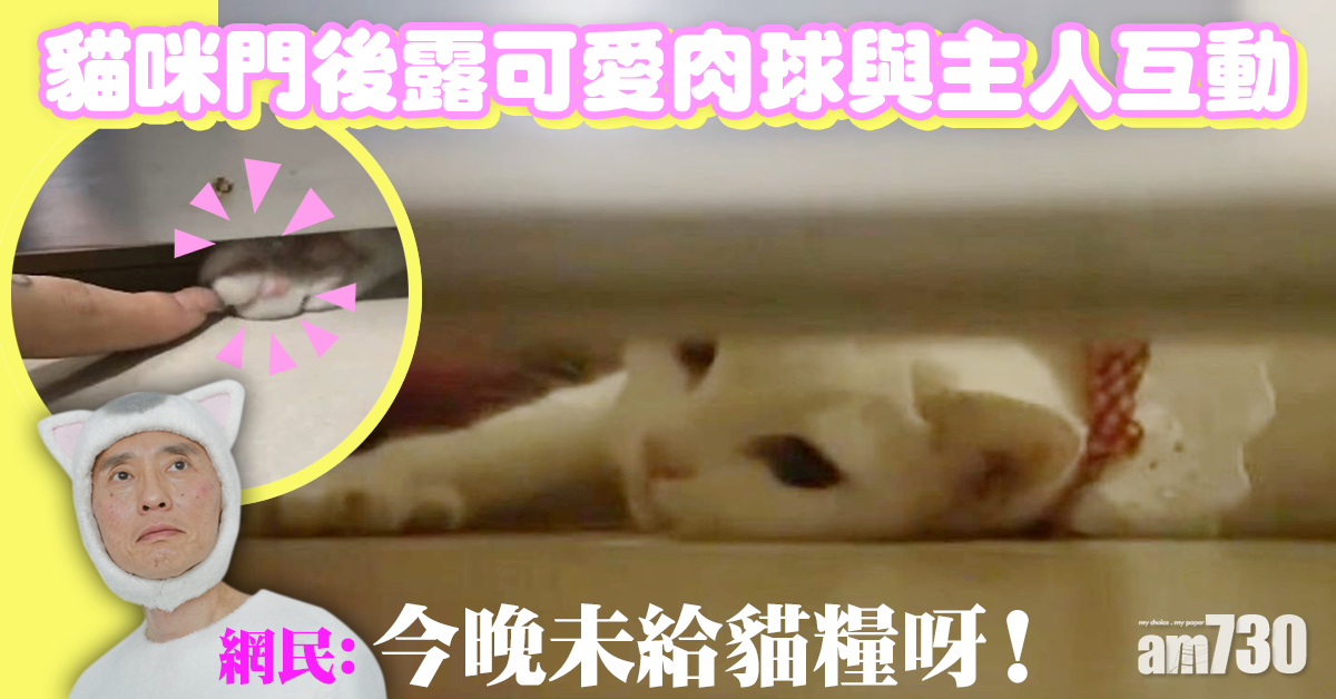 【網上熱話】主人︰貓咪門後守候「因知我怕黑」  網民︰你想多了 