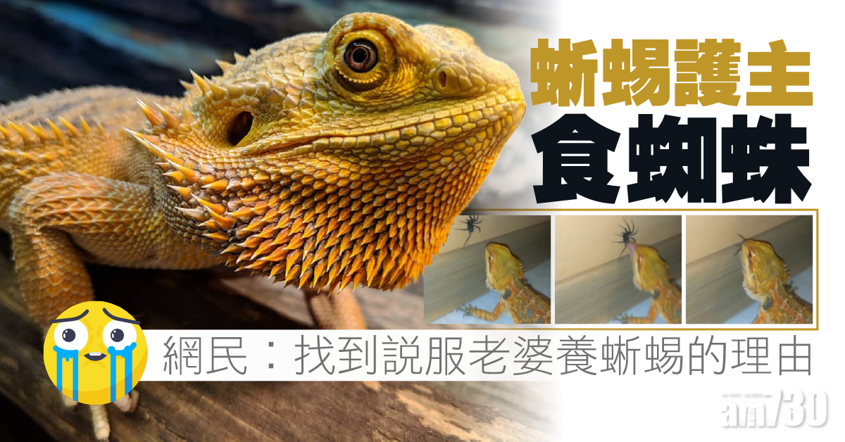 【網上熱話】蜥蜴護主食蜘蛛  網民︰找到說服老婆養蜥蜴的理由