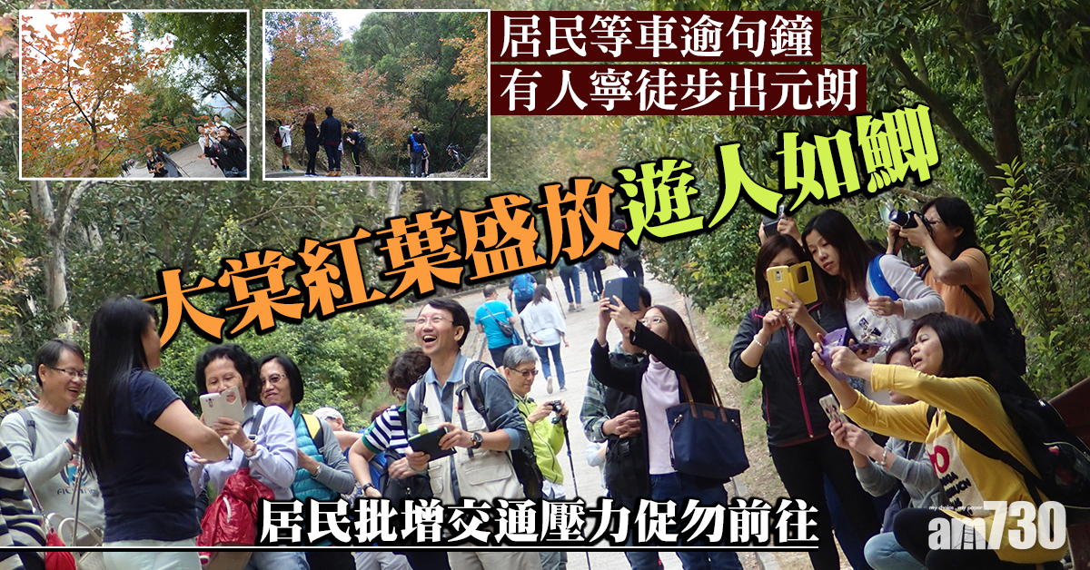 【網上熱話】大棠紅葉盛放遊人如鯽　居民批增交通壓力促勿前往