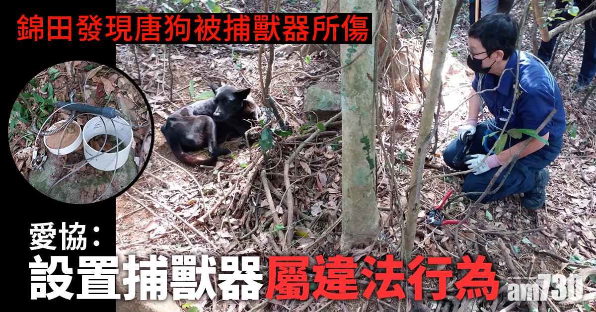 【愛護動物】錦田有唐狗被捕獸器傷及受困 愛協籲市民攜寵物郊遊需留神