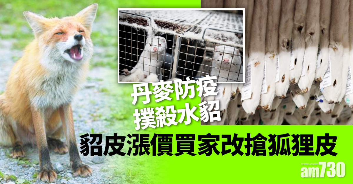 【新冠肺炎】丹麥防疫撲殺水貂 貂皮漲價買家改搶狐狸皮
