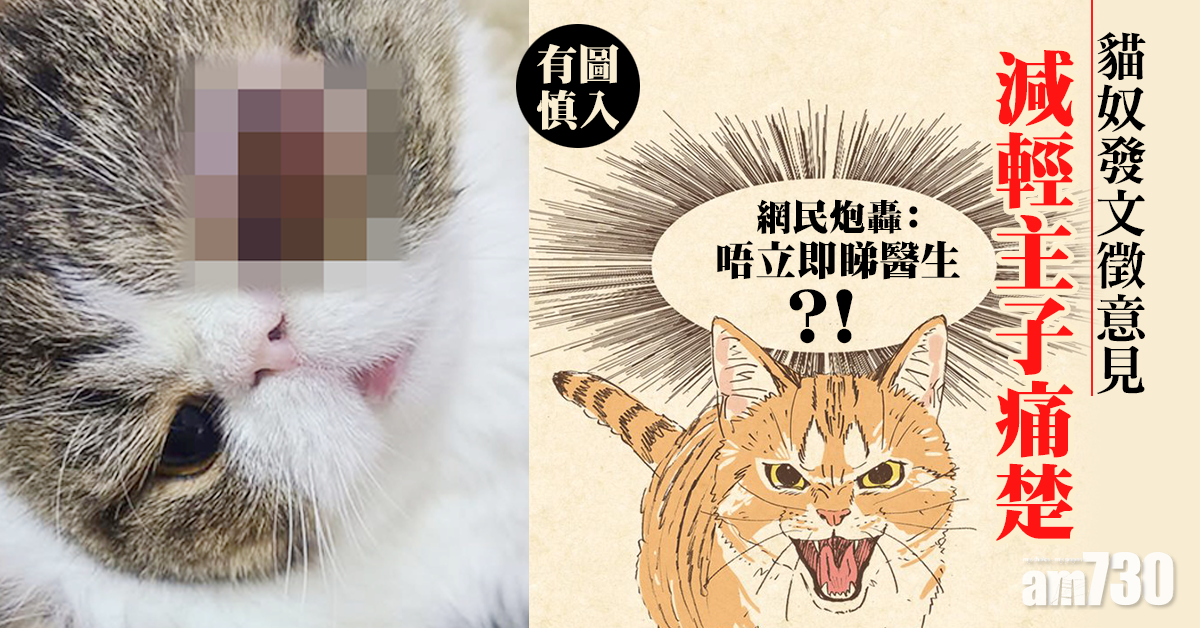【毛孩天地】貓奴發文徵意見減輕主子痛楚　竟惹大量網民批鬥