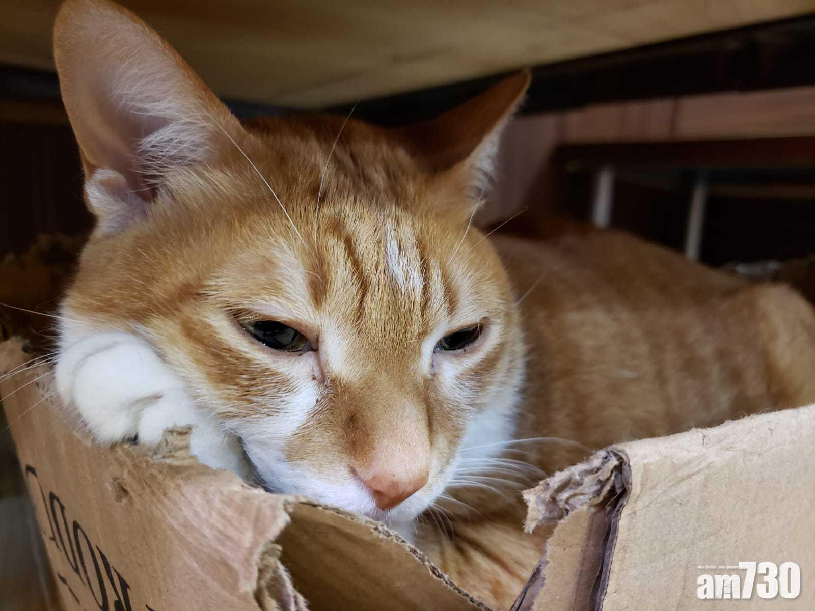  【新冠肺炎】藍十字推免費計劃  飼主染疫寵物帶病毒或須隔離均獲發津貼