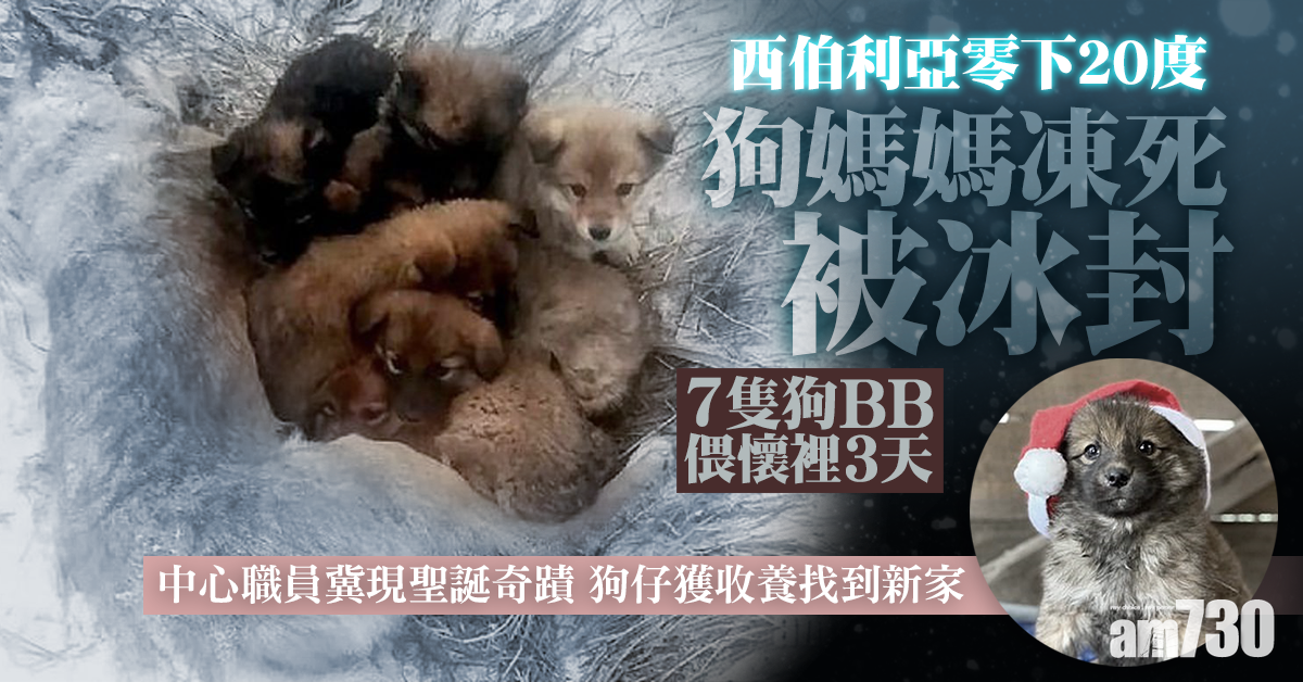 【心酸】西伯利亞零下20度  狗媽媽凍死被冰封7隻狗BB偎懷裡3天