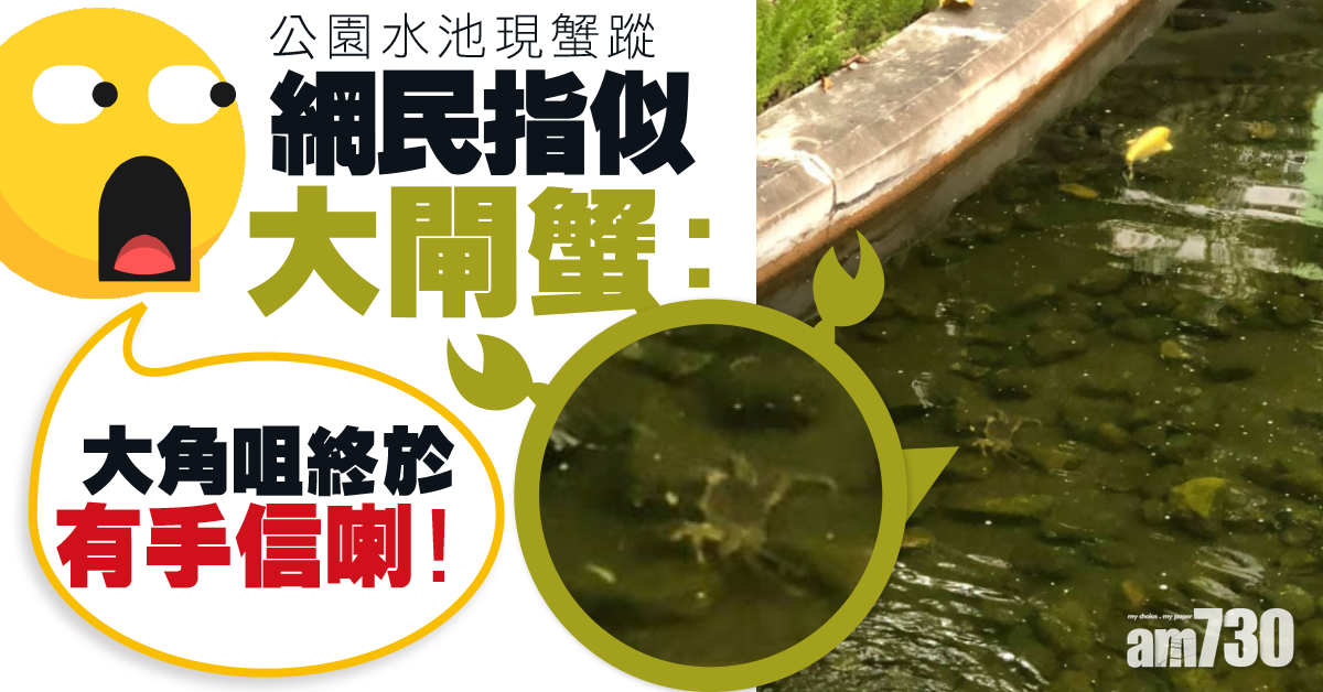 【網上熱話】公園水池現蟹蹤　網民指似大閘蟹：「大角咀終於有手信」