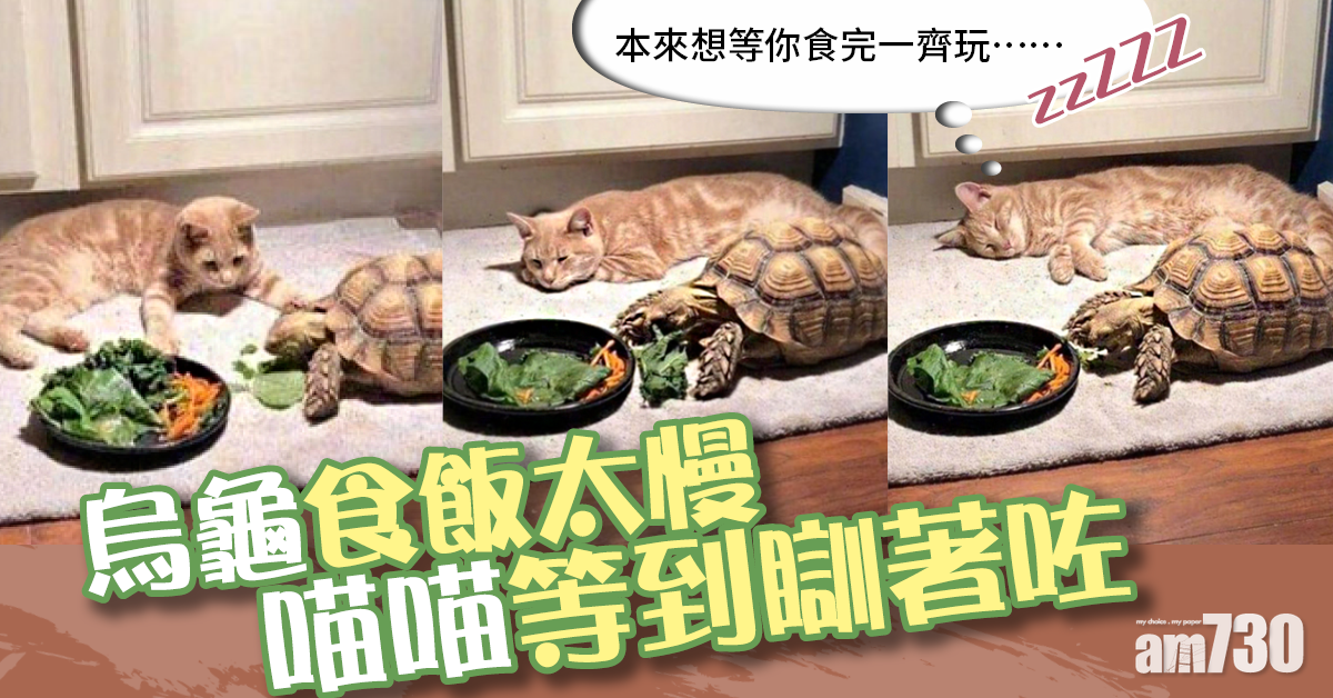 【網上熱話】黃貓等龜龜食飯等唔切  貓︰我先睡