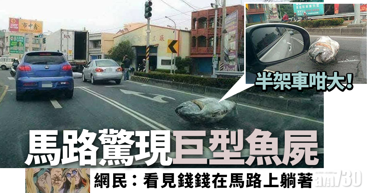 【無奇不有】馬路驚現巨型魚屍 網民：半架車咁大