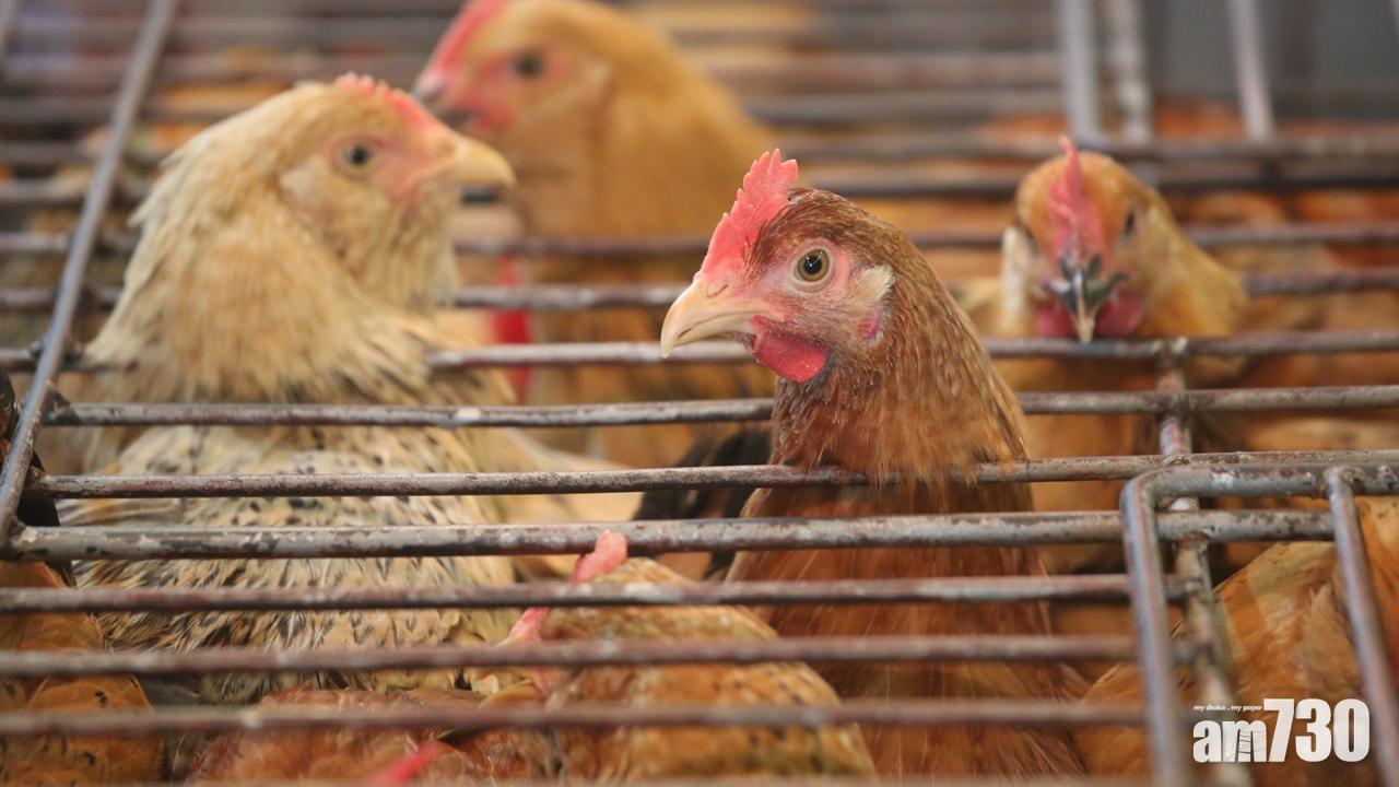 英越韓爆禽流感 港暫停當地禽類產品進口