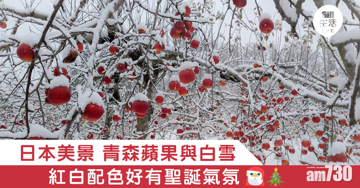 日本美景 青森蘋果與白雪