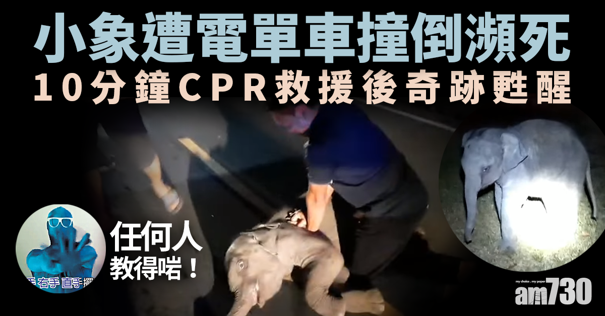 【福大命大】小象遭電單車撞倒瀕死 CPR10分鐘奇跡生還