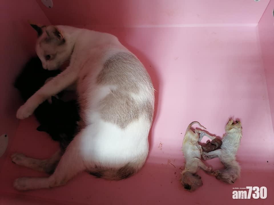 【毛孩天地】母貓產下6死胎　主人窩心舉動獲激讚