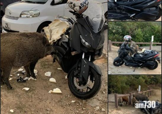 【網上熱話】一家野豬「吃綿羊」 網民：車主吃多兩罐午餐肉平衡心理