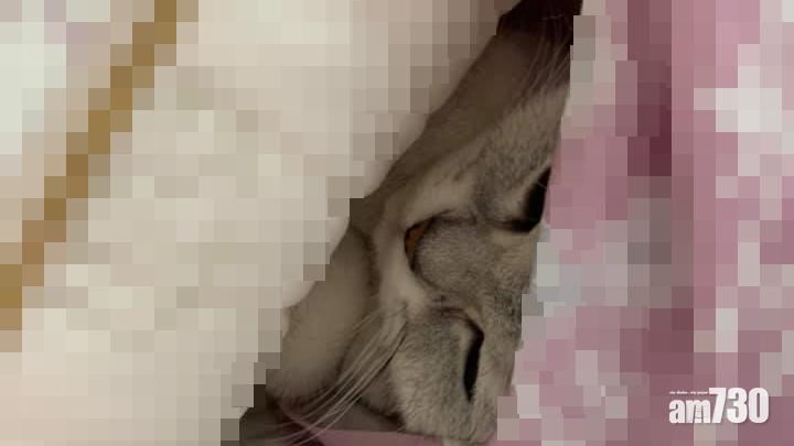 【毛孩天地】貓主子突家中「失蹤」　網民：我嗰隻都係咁！