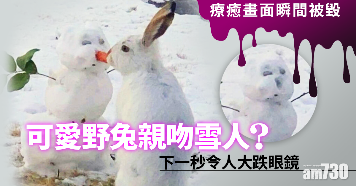 【有片】【為食兔兔】可愛野兔親吻雪人？下秒令人大跌眼鏡