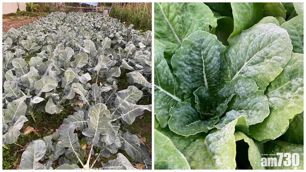 天文台再發霜凍警告　料明早市區最低氣溫13度