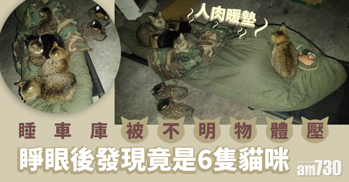 【網上熱話】睡車庫被不明物體壓住　睜眼後發現竟是6隻貓咪