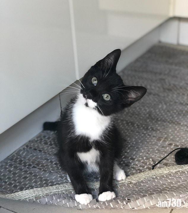 【可愛派件員】貓咪常去串門  成郵差替主人與鄰居傳遞訊息