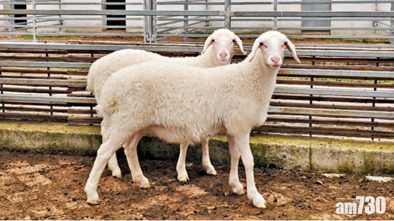 基因編輯湖羊內地誕生 體重多25%