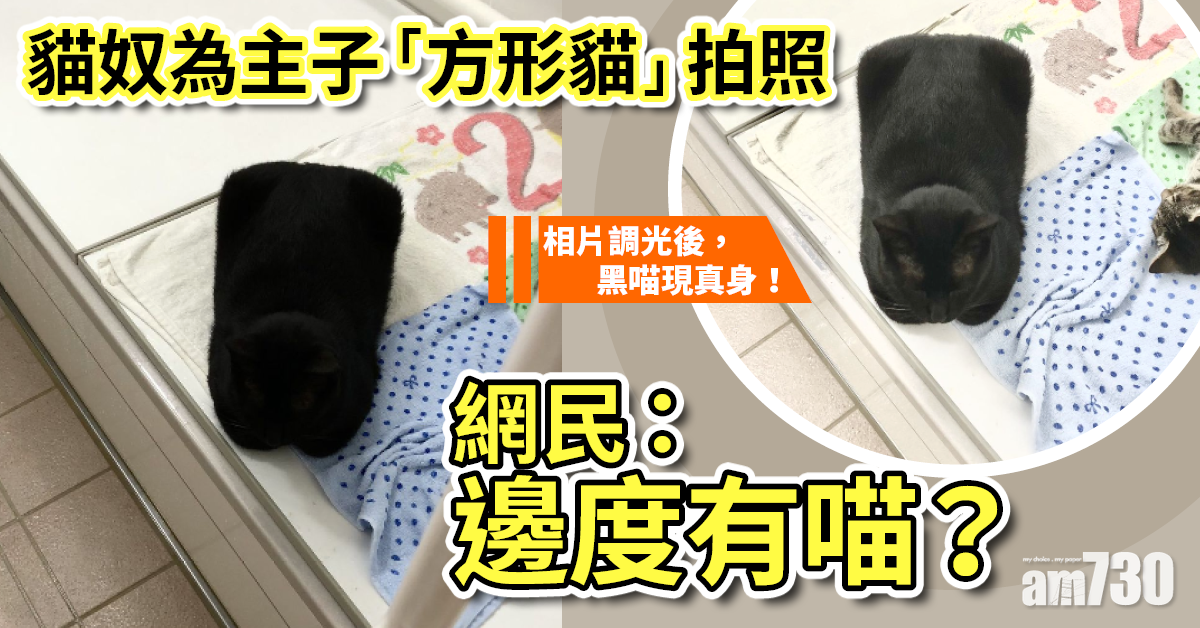 【毛孩天地】貓奴為主子拍照戲稱方形貓　網民：邊度有喵？