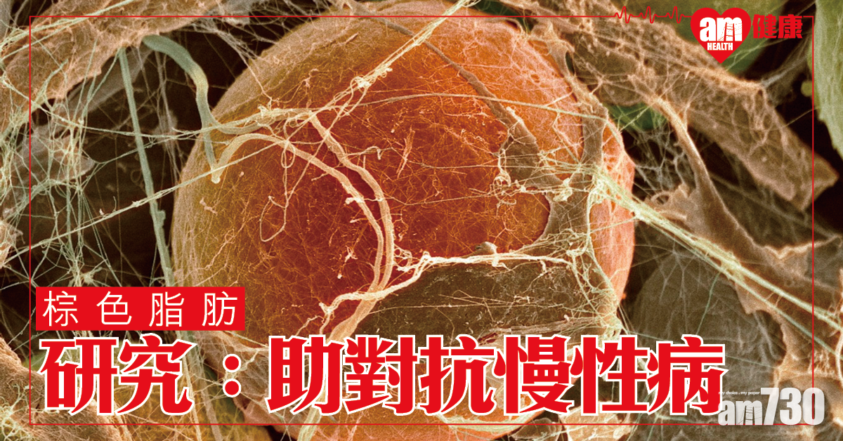 研究：棕色脂肪有助對抗慢性疾病