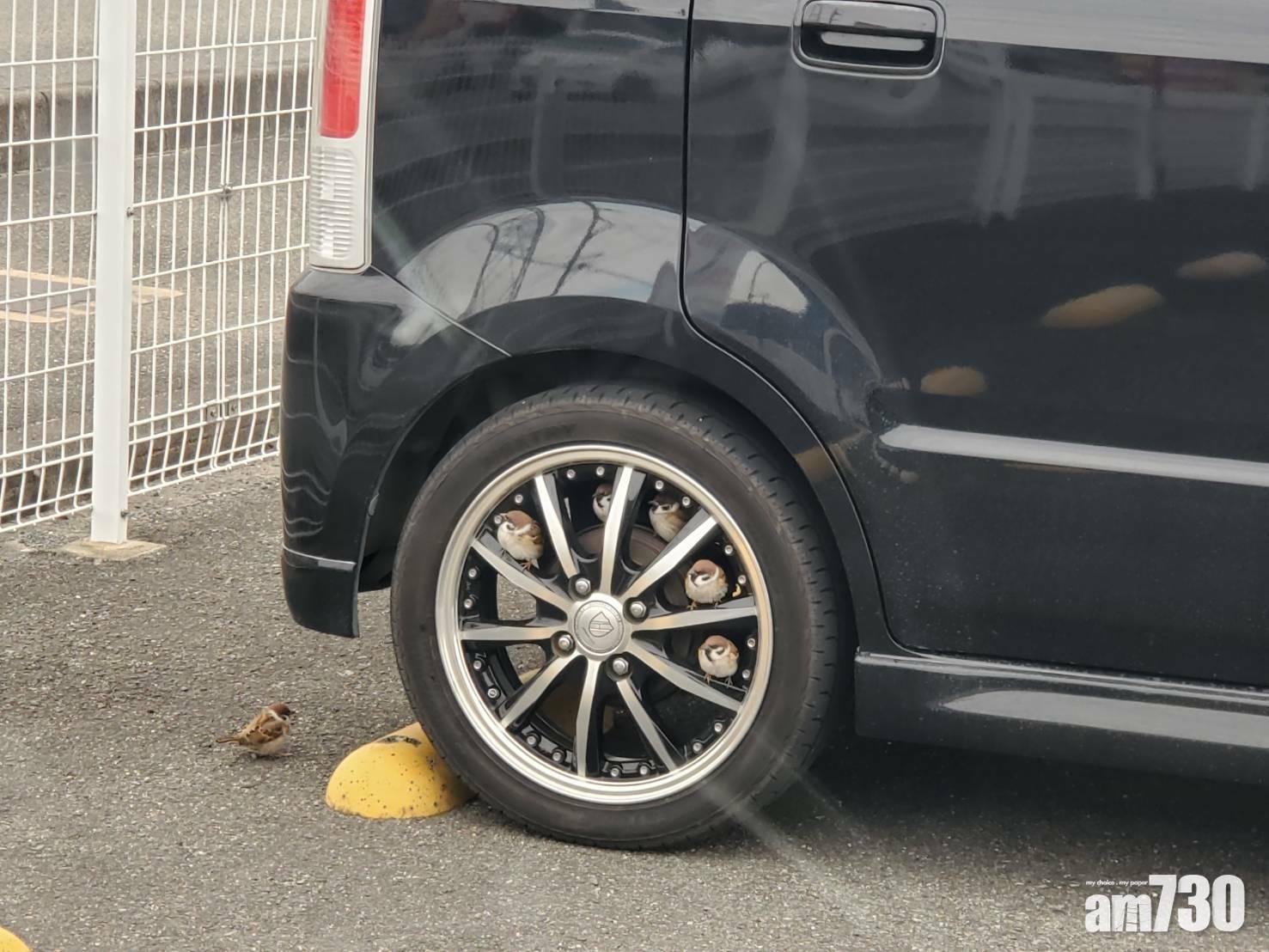 麻雀躲車輪輪框 一雀一包廂如坐摩天輪