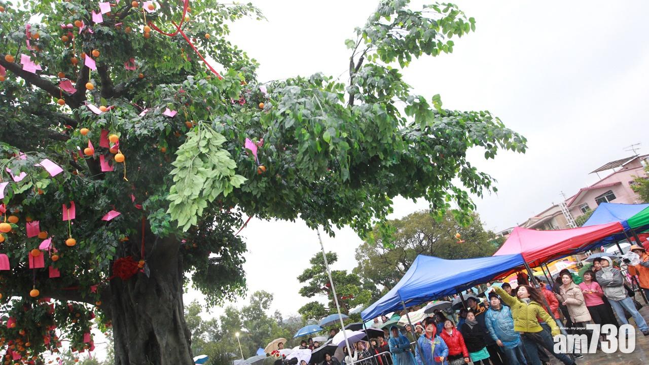 【新冠肺炎】林村許願節取消　許願樹初一至初九圍封