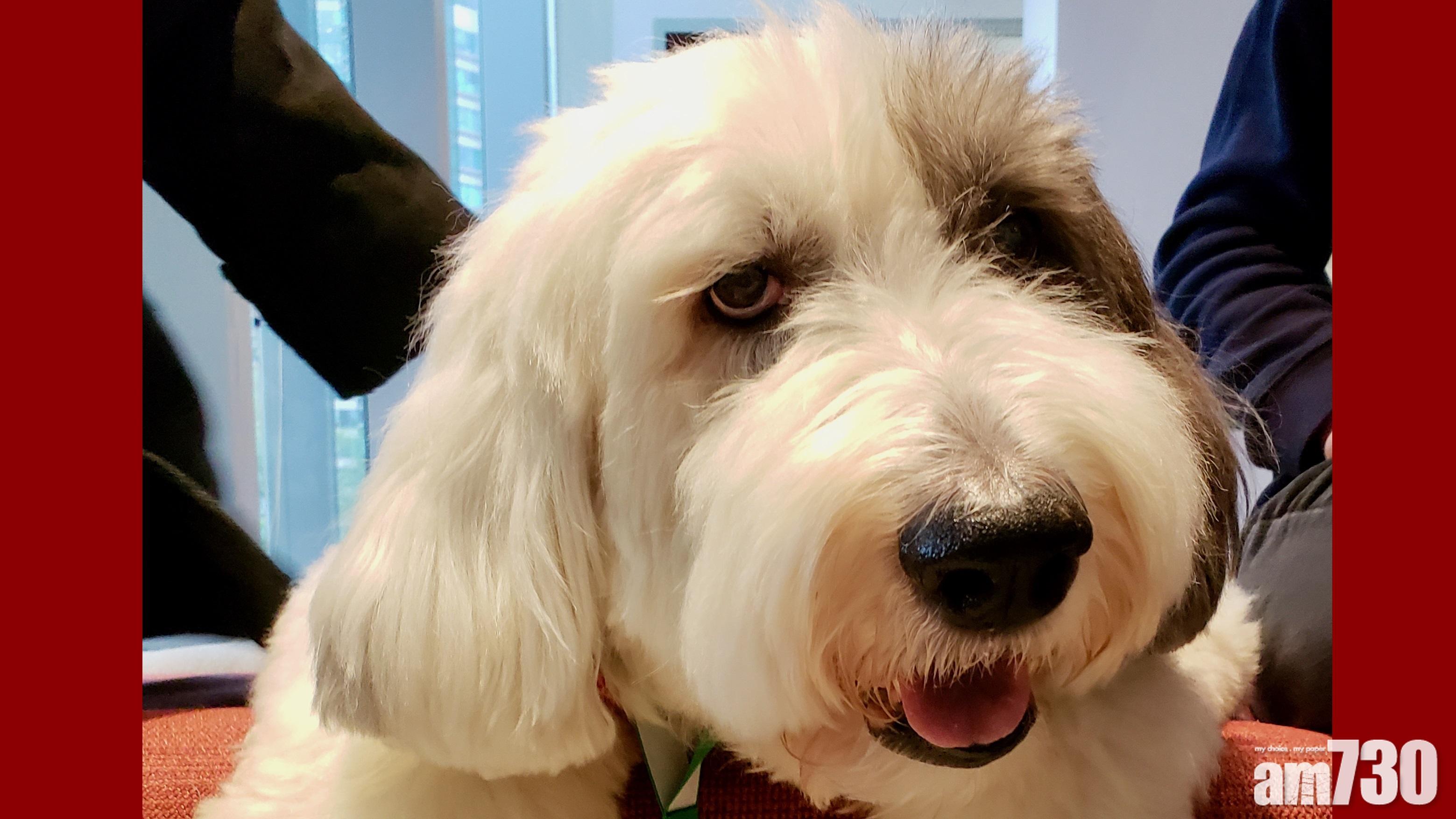 港大圖書館駐校治療犬Jasper逝世 終年12歲