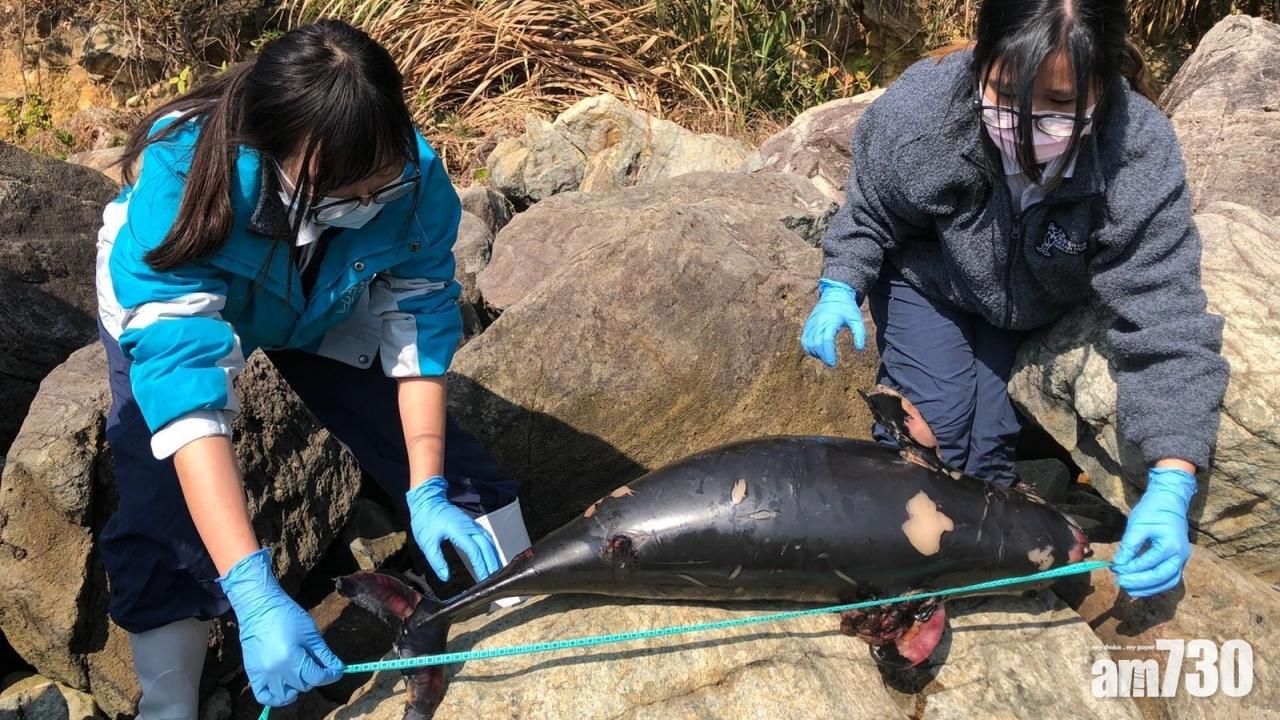 【今年第3宗】西貢相思灣發現年幼雌性江豚擱淺