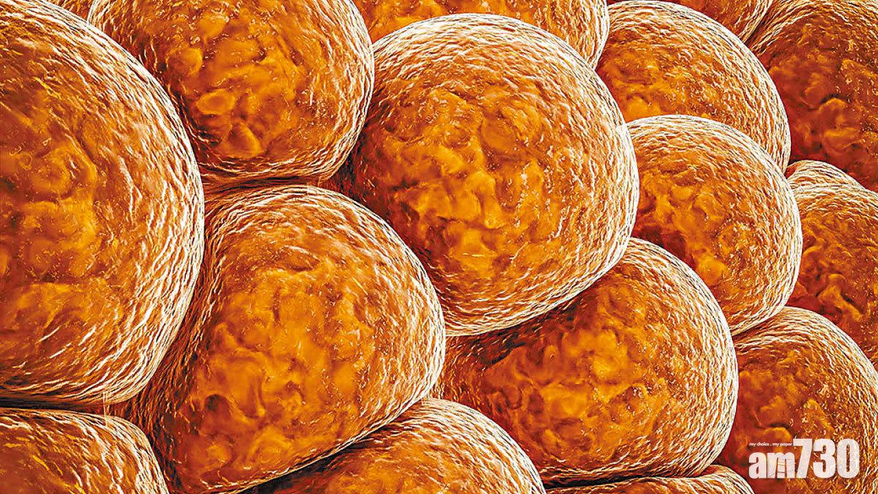 棕色脂肪 助抗慢性疾病？