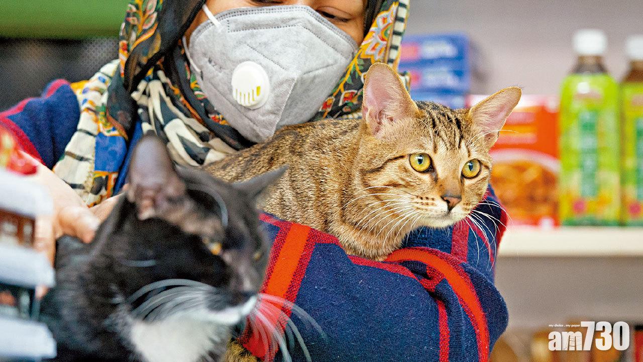 49歲婦偷雜貨貓店長被捕 短尾貓Lily失蹤1天重回主人懷抱