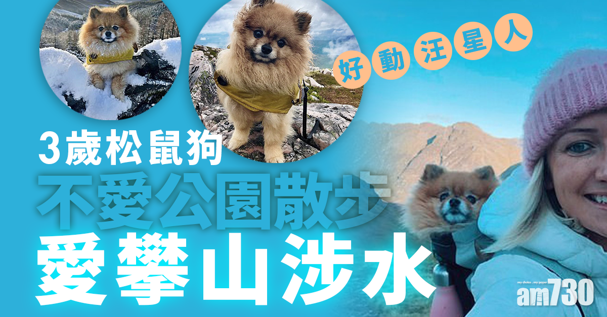 【好動汪星人】3歲松鼠狗不愛公園散步 愛攀山涉水