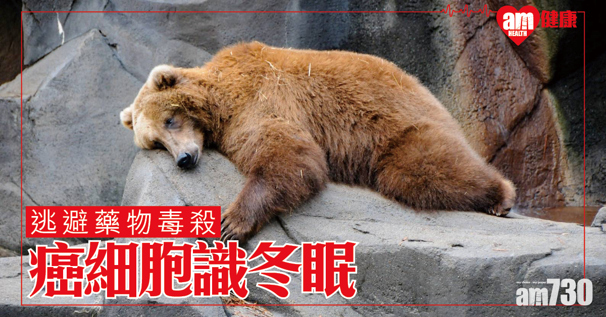 研究：癌細胞識冬眠逃避藥物毒殺