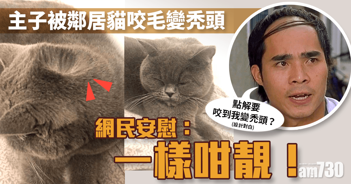 毛孩天地｜貓主子被鄰居咬毛「變秃頭」　網民安慰：一樣咁靚！