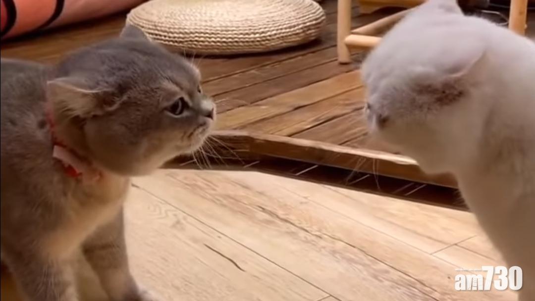 毛孩天地｜可愛貓主子「互罵」　網民：可愛到爆