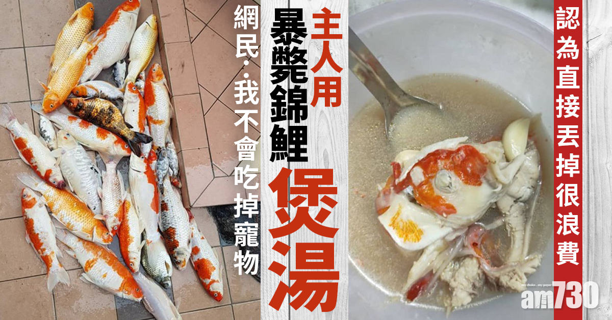 煲成魚湯｜主人用暴斃錦鯉煲湯　網民：不能接受