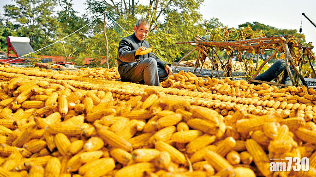 內地粟米貴 豬飼料或漲價兩成