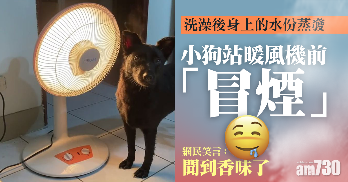 小狗洗澡後站暖風機前「冒煙」　網民：聞到香味了
