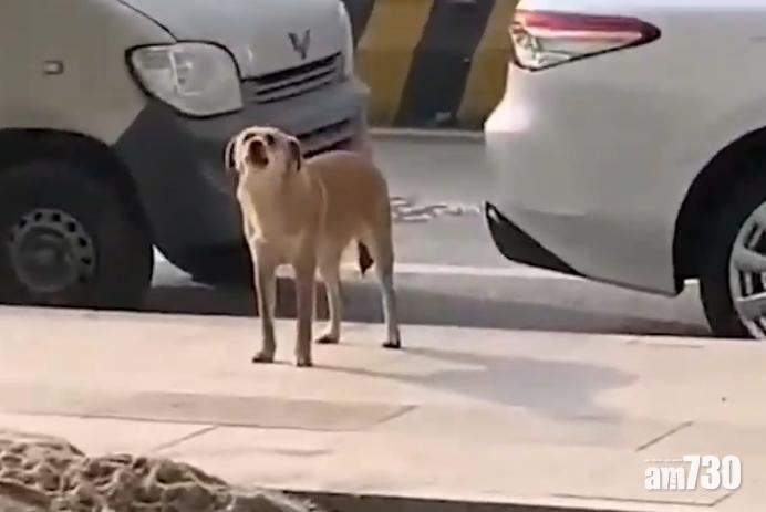 狗狗絕育後心情差　連續3個月準時去寵物醫院發爛渣