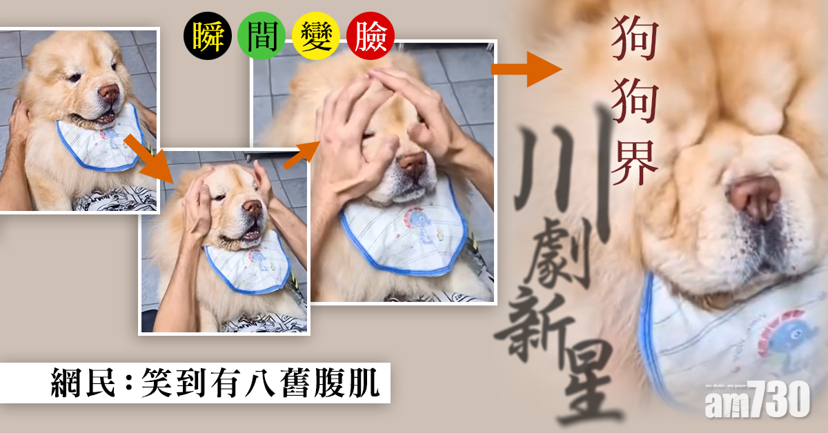 網上熱話｜狗狗變臉  網民︰笑到有八舊腹肌