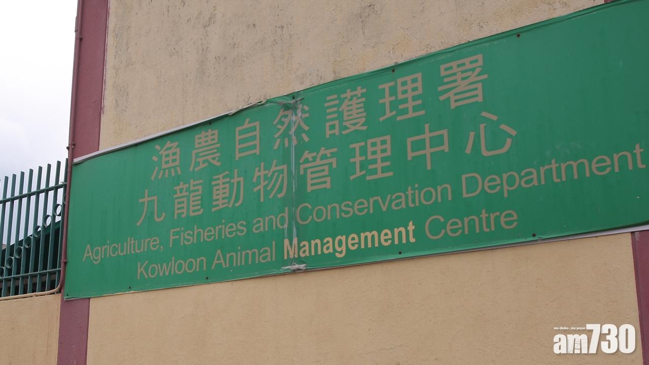 元朗一豬場再多兩豬感染非洲豬瘟　漁護署將銷毁590隻豬